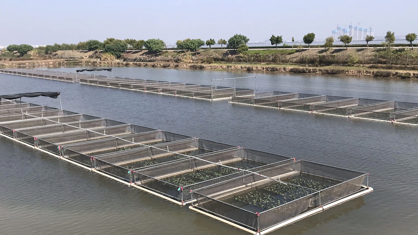 Karakteristik su ürünleri yetiştiriciliği geliştirin ve kanal yayın balığını Chongming'e başarıyla tanıtın